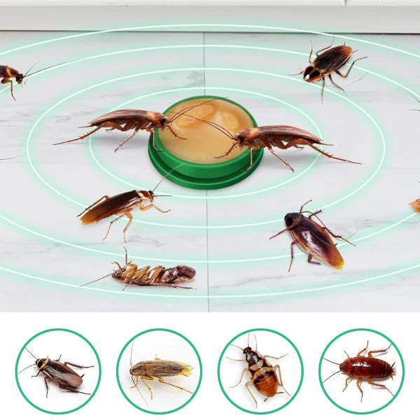 Piège à cafards de cuisine - pack 12 pièces